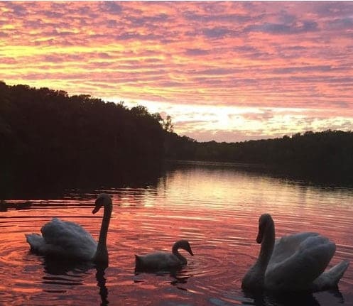 Wilderness Resort Lake Swans