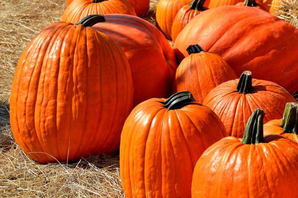 Pumpkin Patch October Fest at Wilderness Presidential Resort