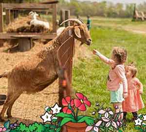 children feeding goats at Belvedere Plantation