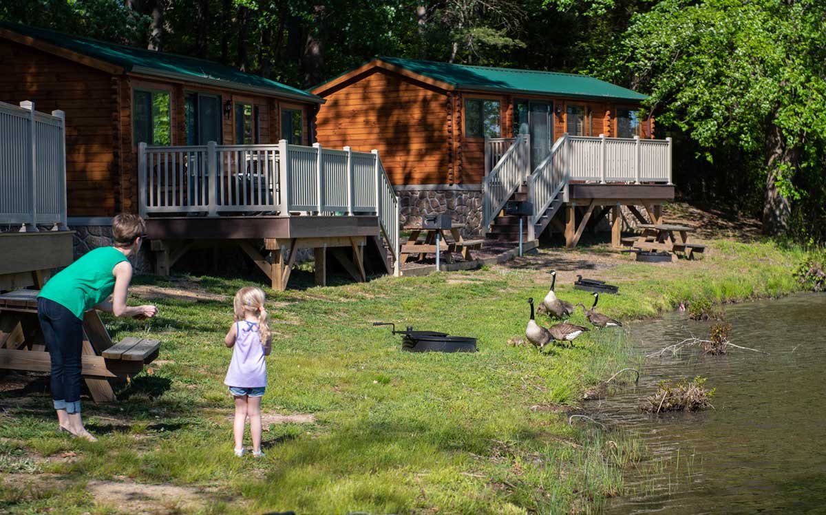 Geese visiting with their babies at Wilderness Presidential Resort