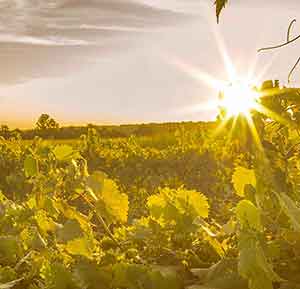 wilderness run vineyard grape vines