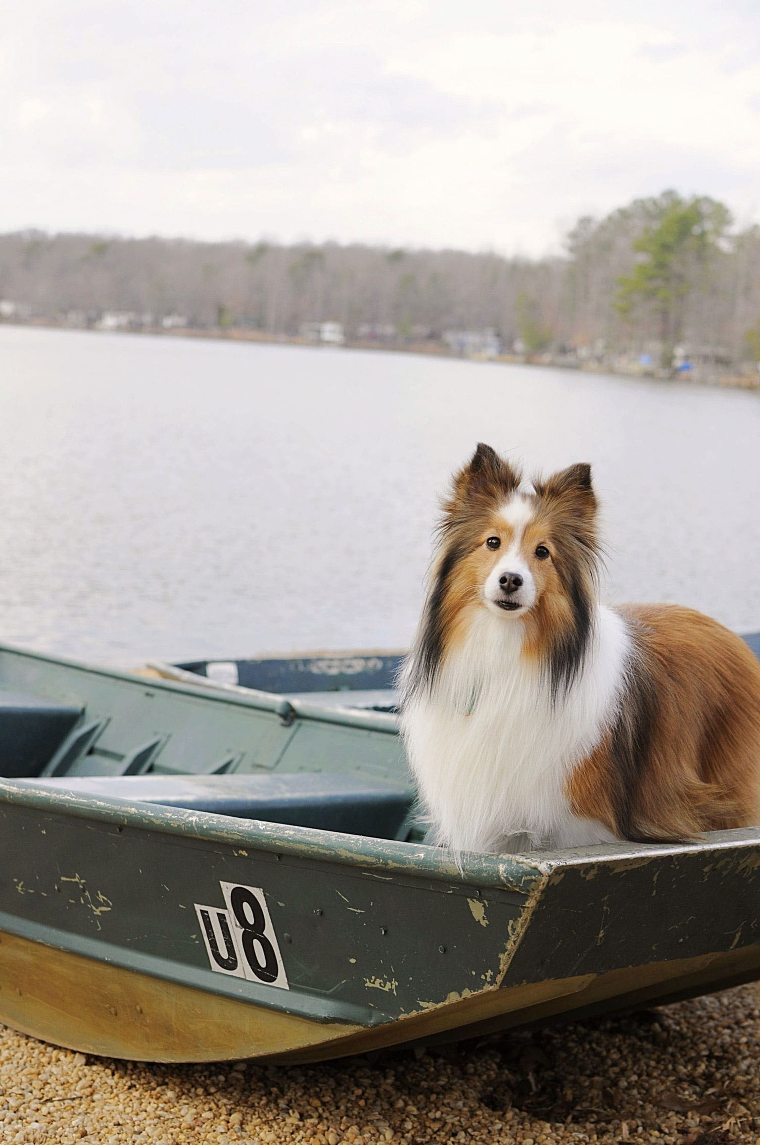 Wilderness Presidential Resort is pet friendly