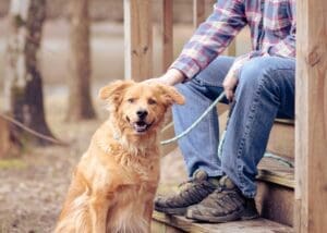 Pet Friendly Wilderness Adventures with your Pet