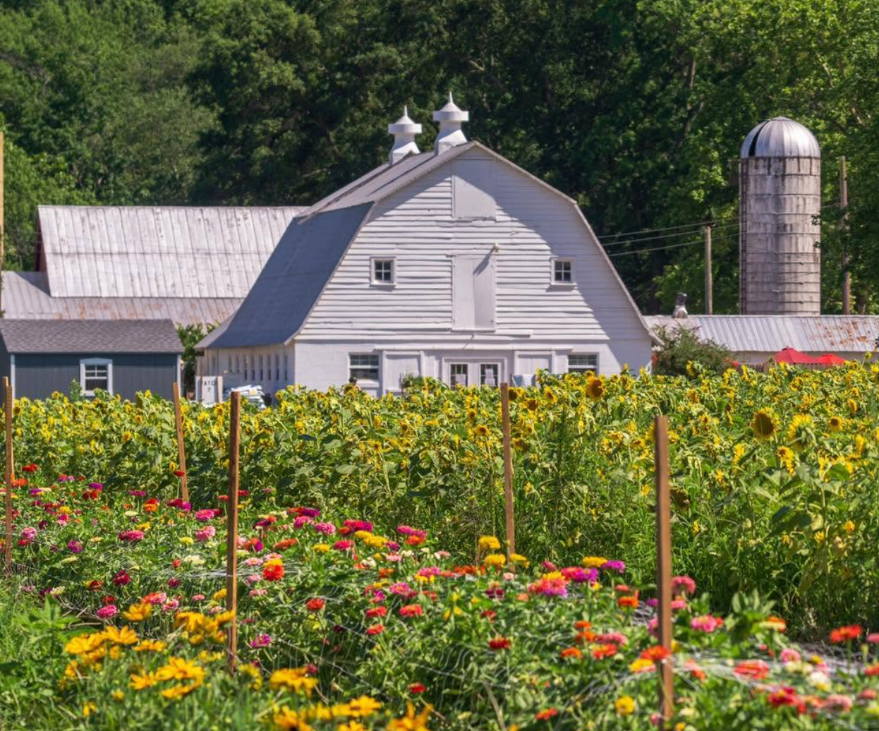 Braehead Farm fall festival near Fredericksburg, VA