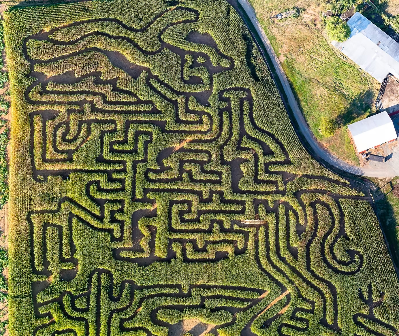 Round Hill Farm corn maze in Culpeper, VA