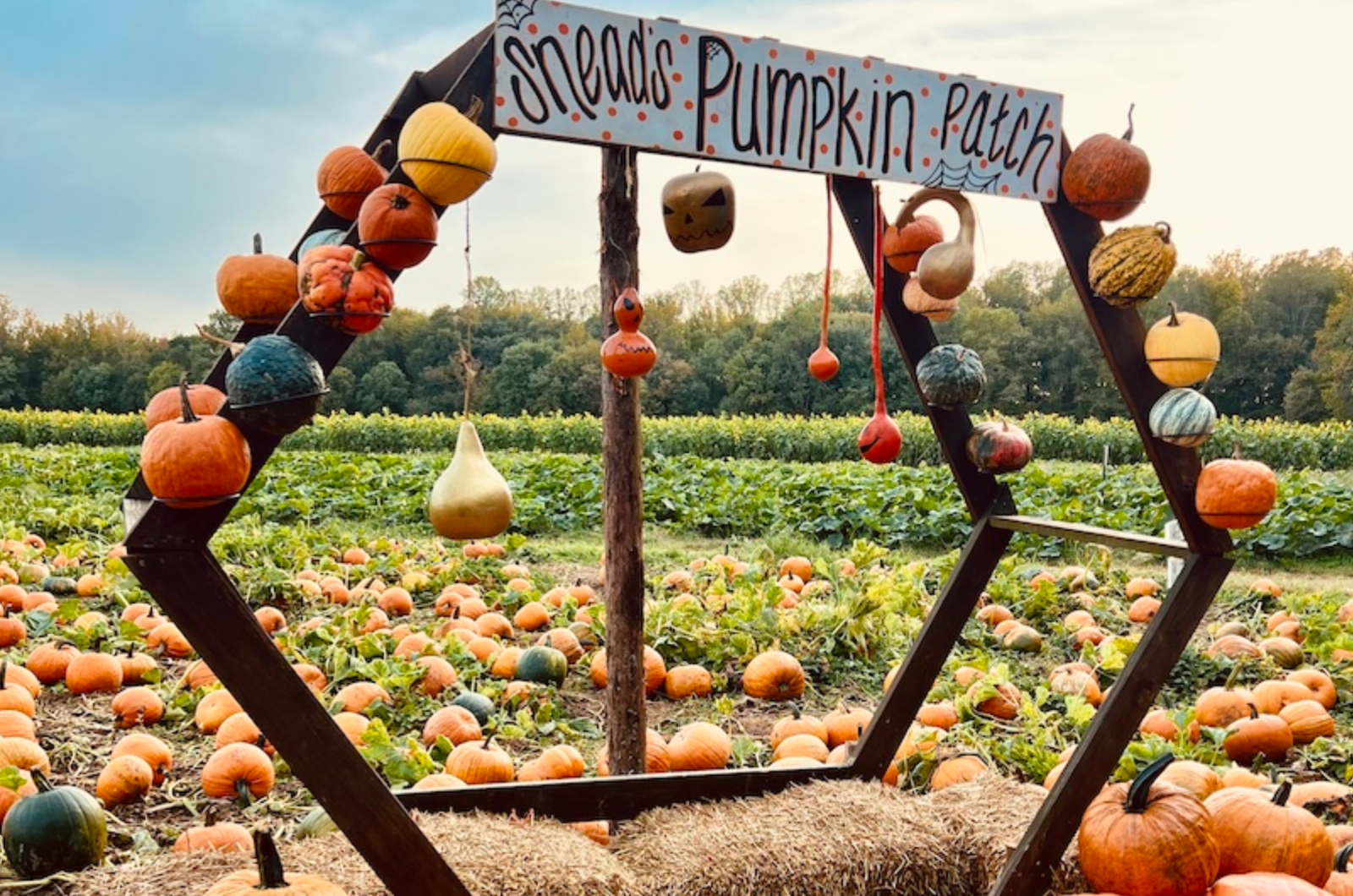 Snead's Farm pumpkin patch near Fredericksburg, VA