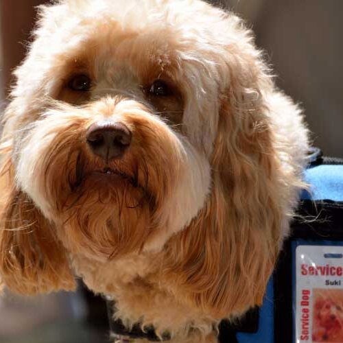 Service Dog Stock Image